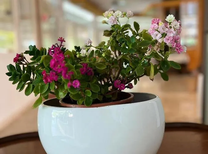 فندق Rosapineta - Adults Only